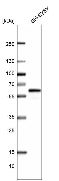 CAAP1 Antibody - BSA Free Western Blot: CAAP1 Antibody - BSA Free [NBP1-94018]