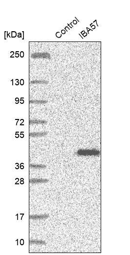 IBA57 Antibody - BSA Free Western Blot: IBA57 Antibody - BSA Free [NBP1-94027]