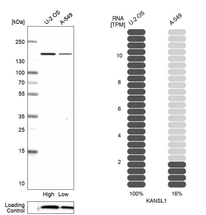 KANSL1 Antibody - BSA Free Western Blot: KANSL1 Antibody - BSA Free [NBP1-94065]