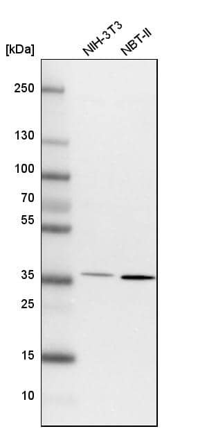 FRYL Antibody - BSA Free Western Blot: FRYL Antibody - BSA Free [NBP1-94071]