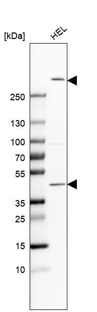 FRYL Antibody - BSA Free Western Blot: FRYL Antibody - BSA Free [NBP1-94071]