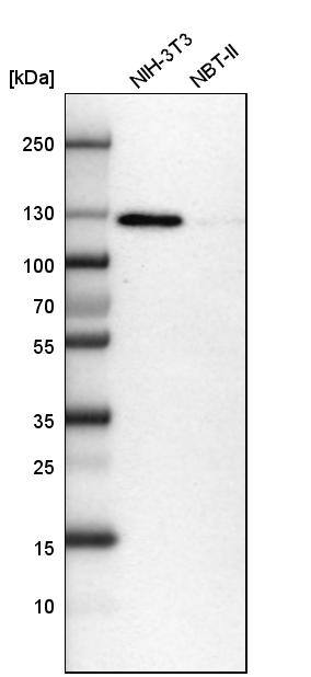 RAI14 Antibody - BSA Free Western Blot: RAI14 Antibody - BSA Free [NBP1-94075]