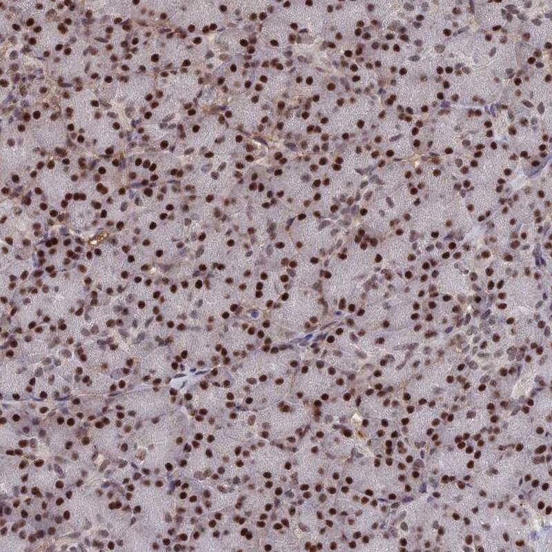 SH3D21 Antibody - BSA Free Immunohistochemistry: SH3D21 Antibody - BSA Free [NBP1-94121]