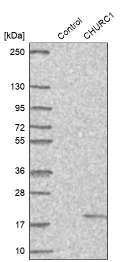 CHURC1 Antibody - BSA Free Western Blot: CHURC1 Antibody - BSA Free [NBP1-94125]