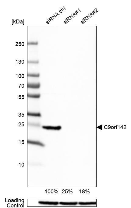 PAXX Antibody - BSA Free Western Blot: PAXX Antibody - BSA Free [NBP1-94172]
