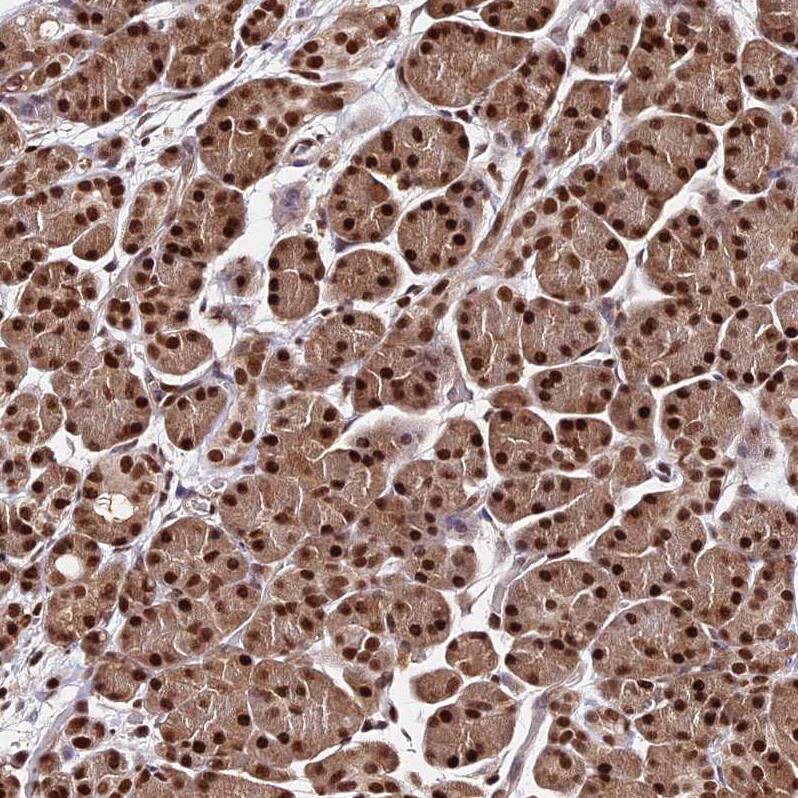 PAXX Antibody - BSA Free Immunohistochemistry: PAXX Antibody - BSA Free [NBP1-94172]