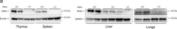 PAXX Antibody