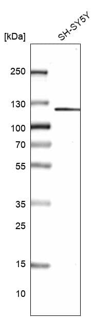 GRID2IP Antibody - BSA Free Western Blot: GRID2IP Antibody - BSA Free [NBP1-94174]