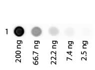 Albumin Native Protein