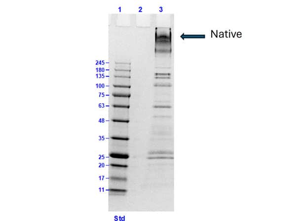 Collagen VI alpha 1 Native Protein SDS-Page: Collagen VI alpha 1 Native Protein [NBP1-97270] -
