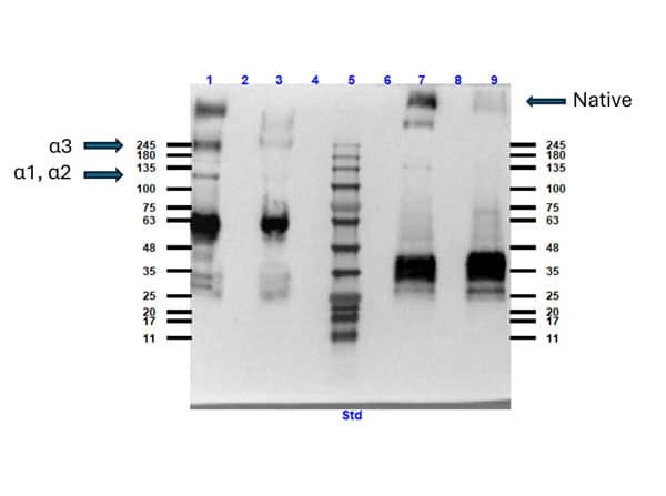 Collagen VI alpha 1 Native Protein Western Blot: Collagen VI alpha 1 Native Protein [NBP1-97270] -