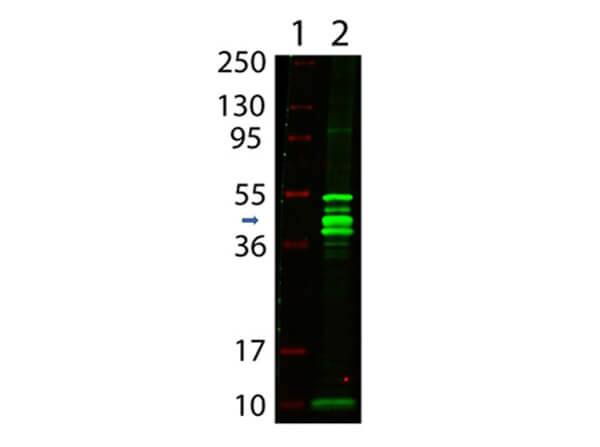 Maltose Binding Protein Antibody - BSA Free
