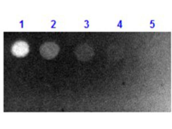 Biotin Antibody [FITC] - F(ab)