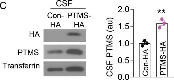 Transferrin Antibody
