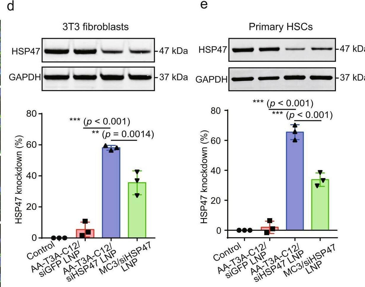 Hsp47 Antibody (M16.10A1) - BSA Free