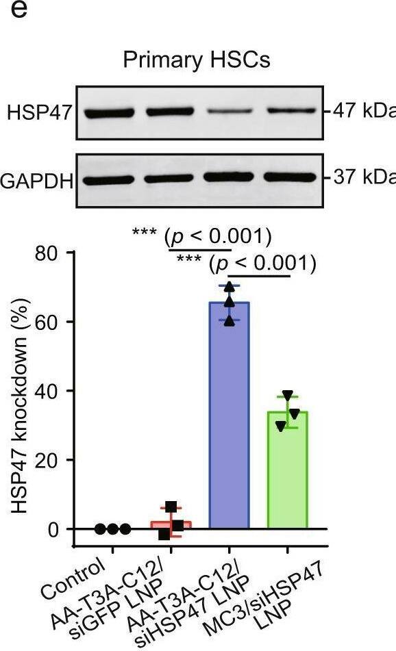 Hsp47 Antibody (M16.10A1) - BSA Free