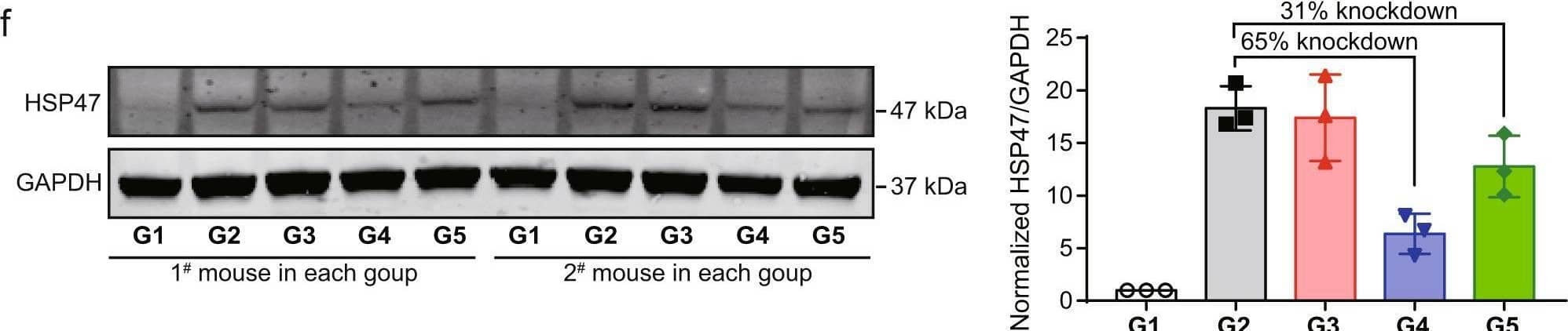 Hsp47 Antibody (M16.10A1) - BSA Free