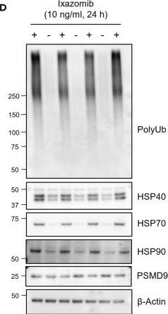 HSP90 Antibody (16F1) - BSA Free