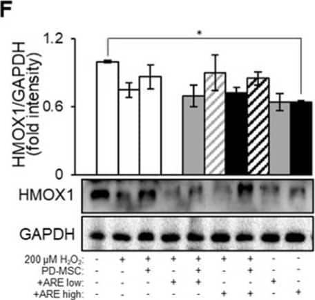 HO-1/HMOX1/HSP32 Antibody (HO-1-1) - BSA Free
