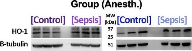 HO-1/HMOX1/HSP32 Antibody (HO-1-1) - BSA Free