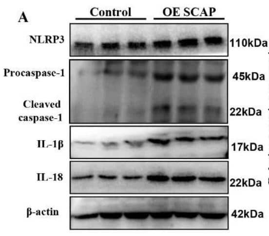 NLRP3/NALP3 Antibody (Nalpy3-b) - BSA Free