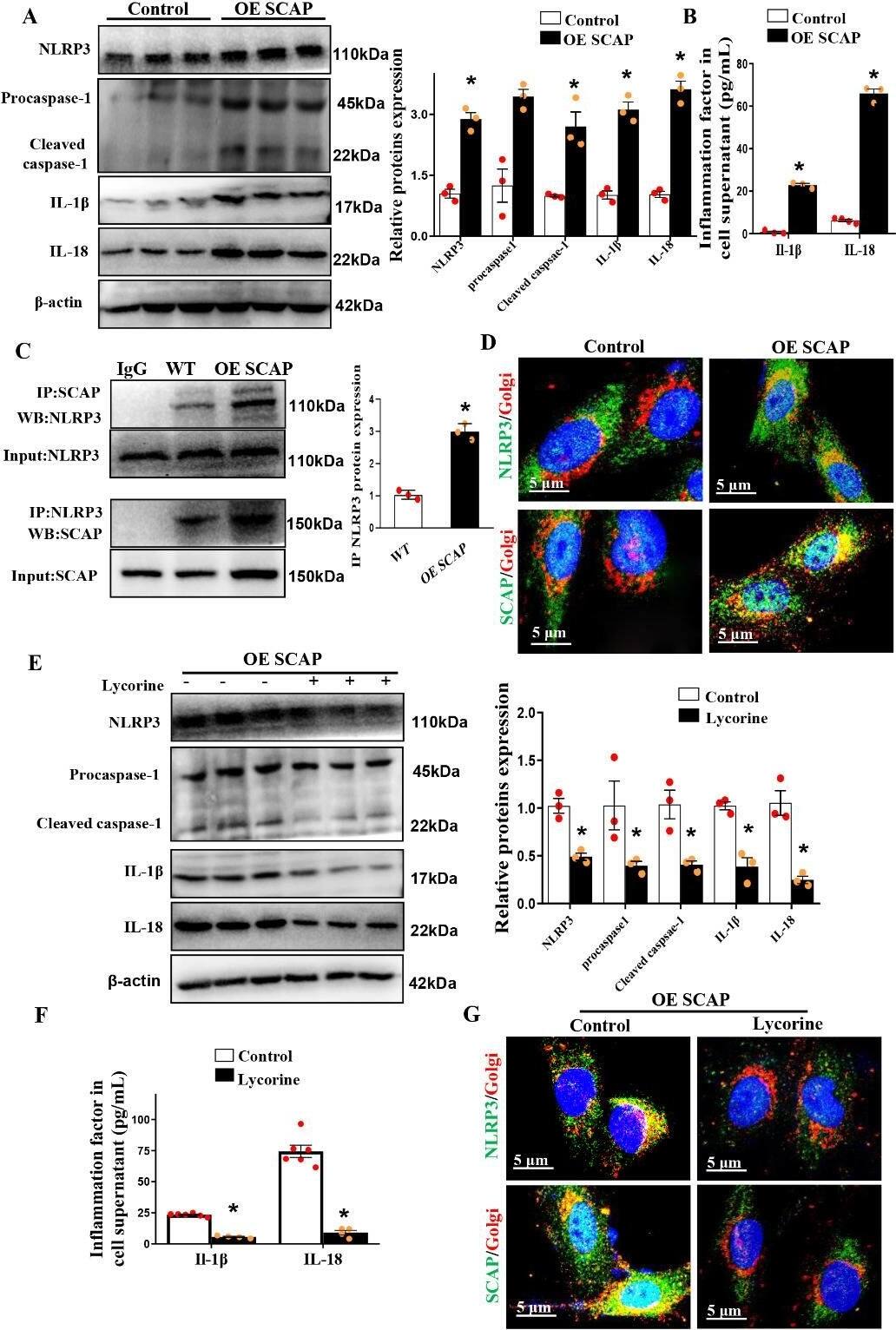 NLRP3/NALP3 Antibody (Nalpy3-b) - BSA Free