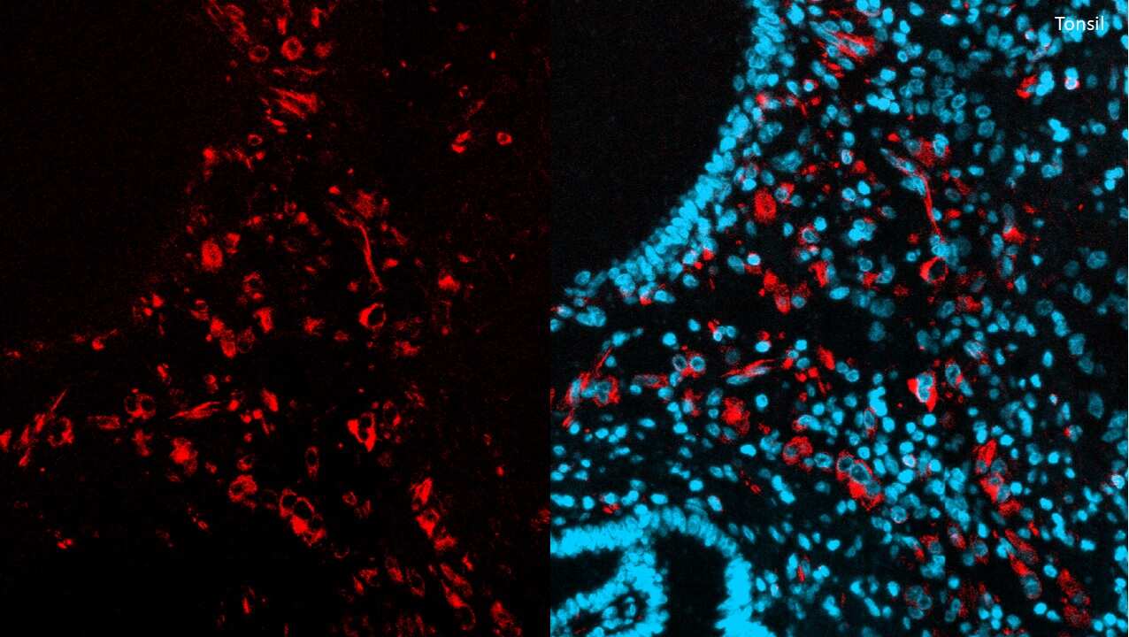 Vimentin Antibody (V9) [Alexa Fluor® 750]