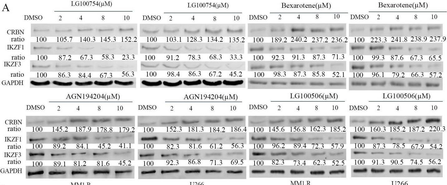 Ikaros/IKZF1 Antibody - BSA Free