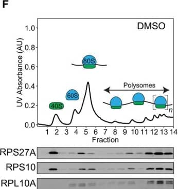 RPS10 Antibody - BSA Free