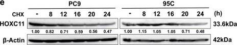 HOXC11 Antibody (OTI3E10)