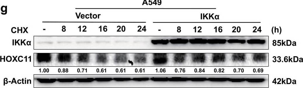 HOXC11 Antibody (OTI3E10)