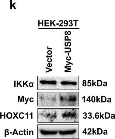 HOXC11 Antibody (OTI3E10)
