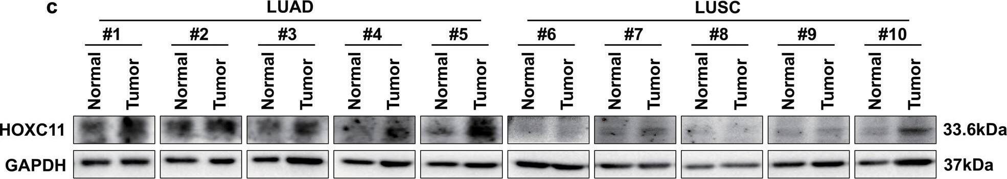 HOXC11 Antibody (OTI3E10)