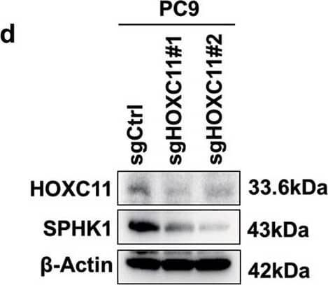 HOXC11 Antibody (OTI3E10)