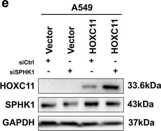 HOXC11 Antibody (OTI3E10)