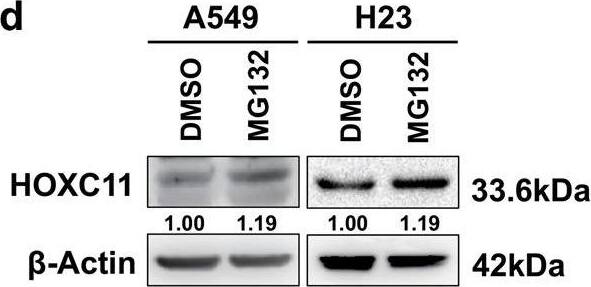 HOXC11 Antibody (OTI3E10)