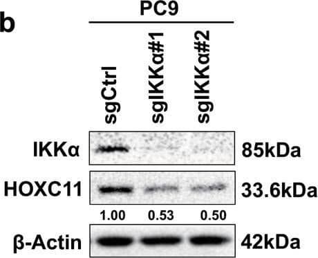 HOXC11 Antibody (OTI3E10)