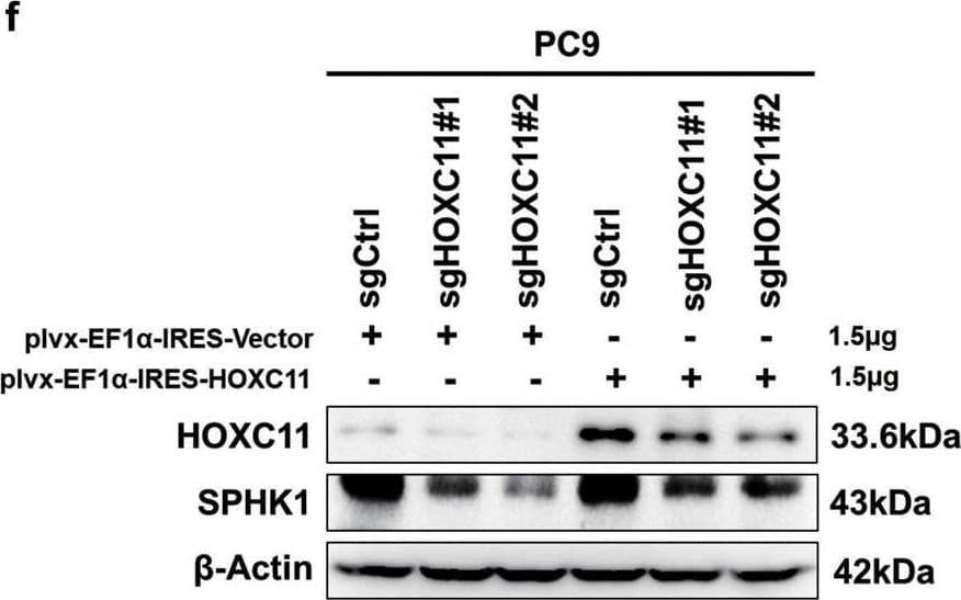 HOXC11 Antibody (OTI3E10)