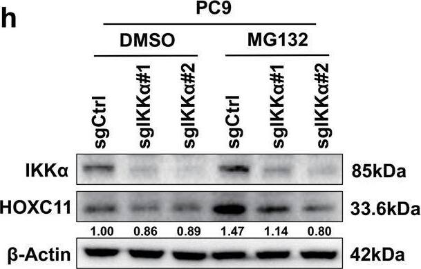 HOXC11 Antibody (OTI3E10)