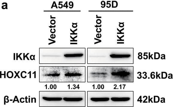 HOXC11 Antibody (OTI3E10)