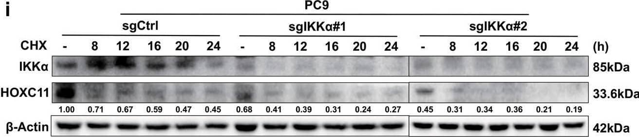 HOXC11 Antibody (OTI3E10)