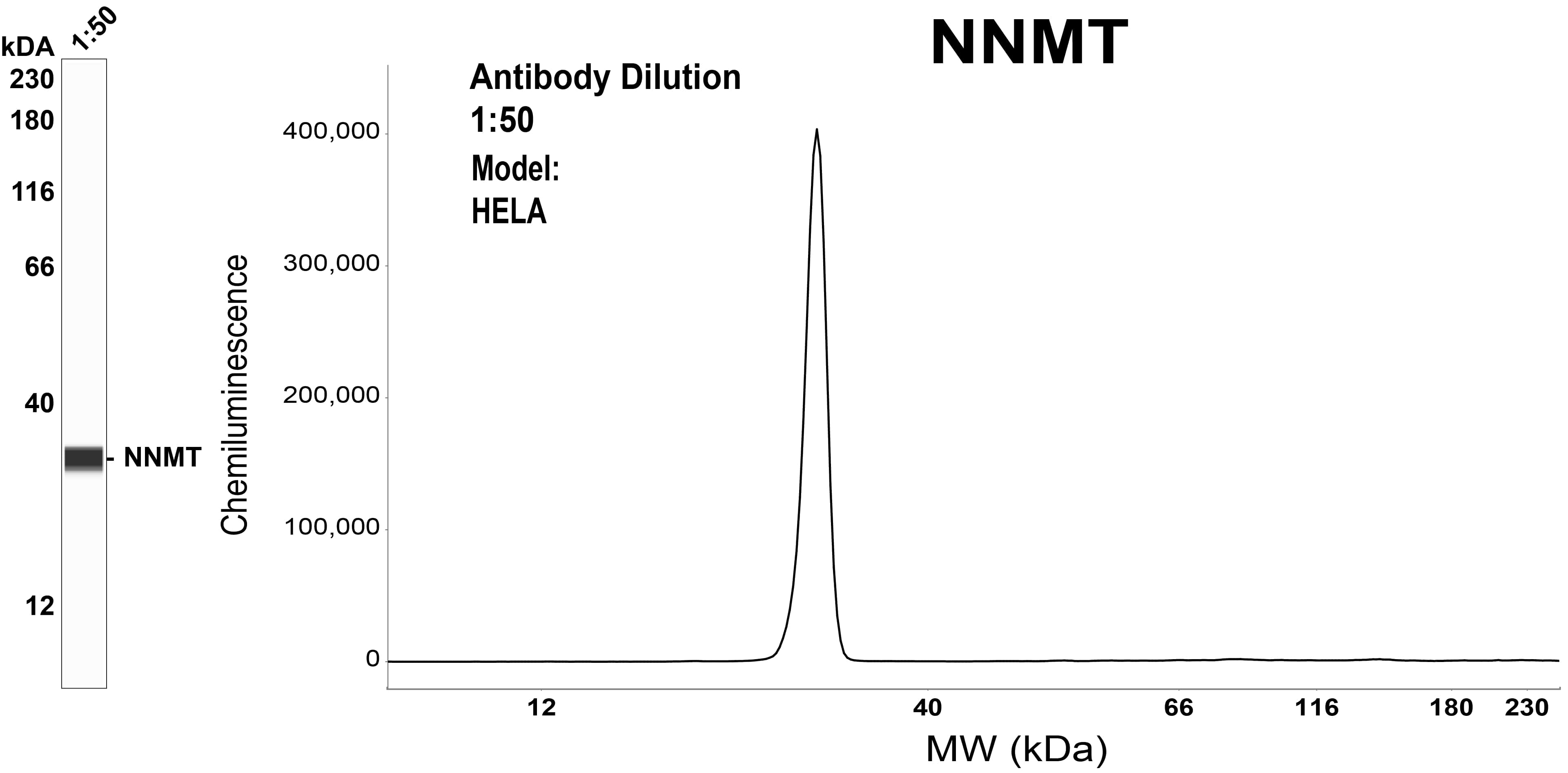 Nicotinamide N-Methyltransferase/NNMT Antibody (OTI3D8)
