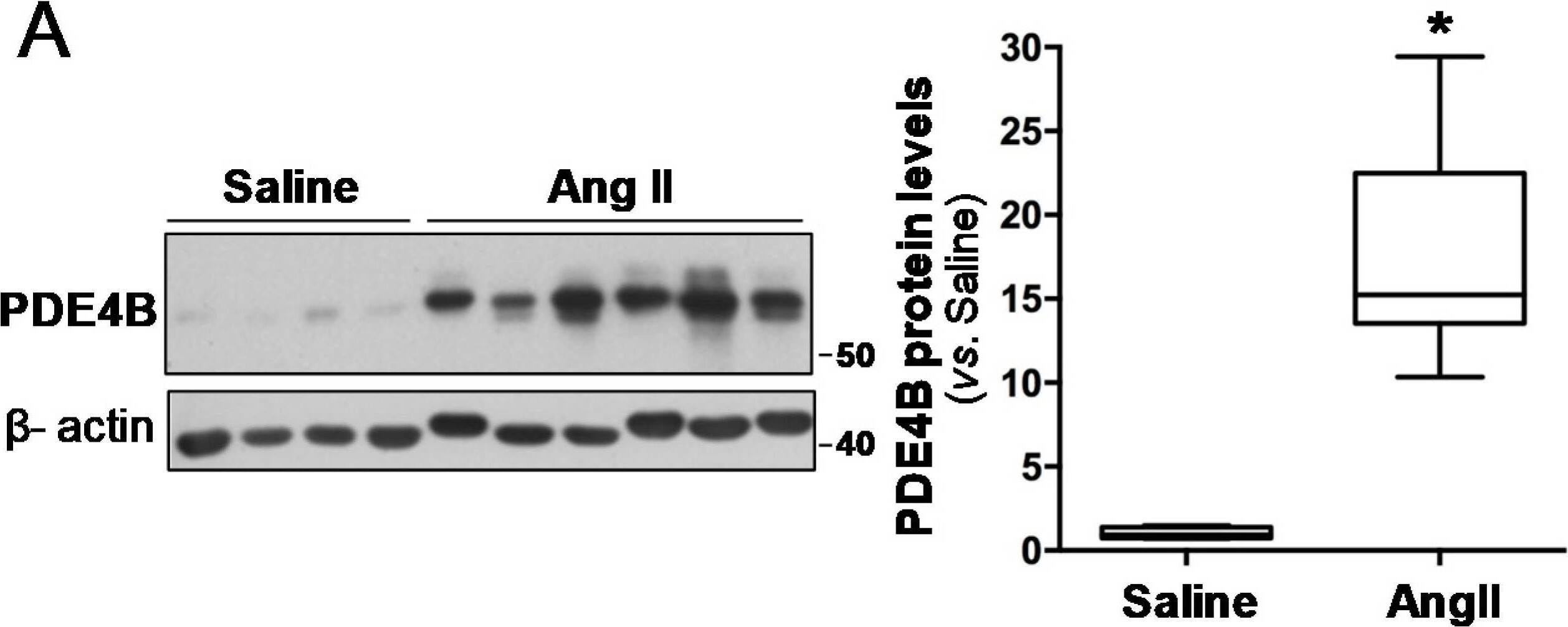 PDE4B Antibody (OTI1D12)