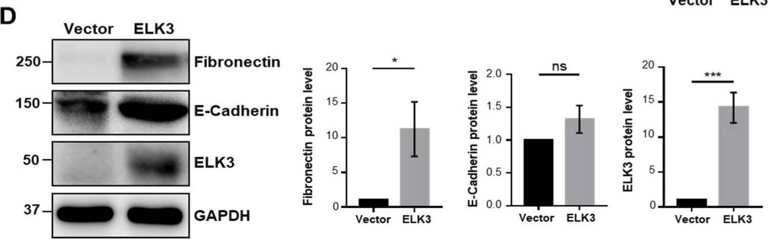 ELK3 Antibody (OTI1H3)