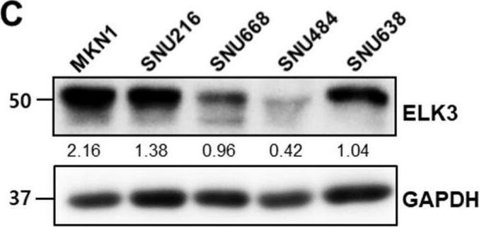 ELK3 Antibody (OTI1H3)