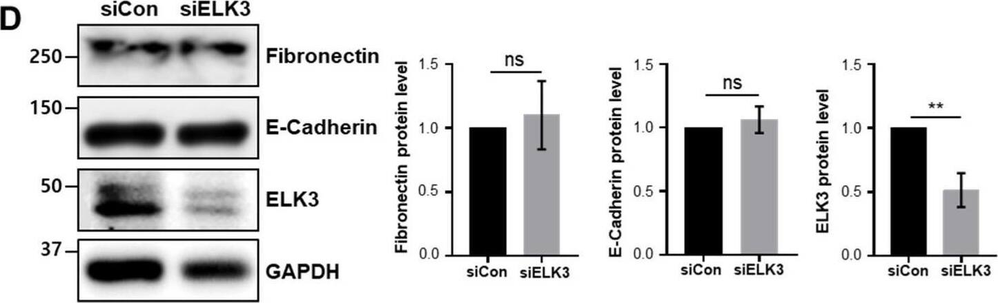 ELK3 Antibody (OTI1H3)