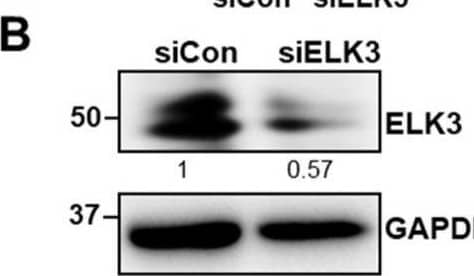 ELK3 Antibody (OTI1H3)