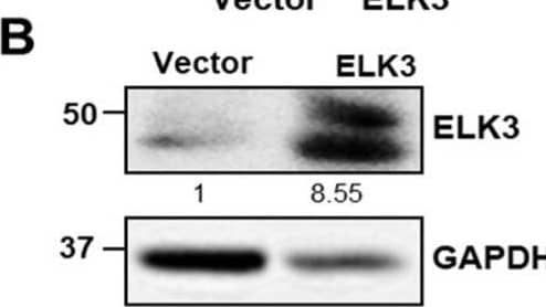 ELK3 Antibody (OTI1H3)