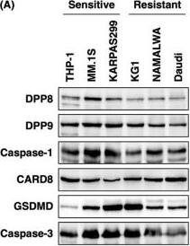 DPP9 Antibody (OTI2E3)