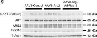 RGS16 Antibody (OTI4E5)